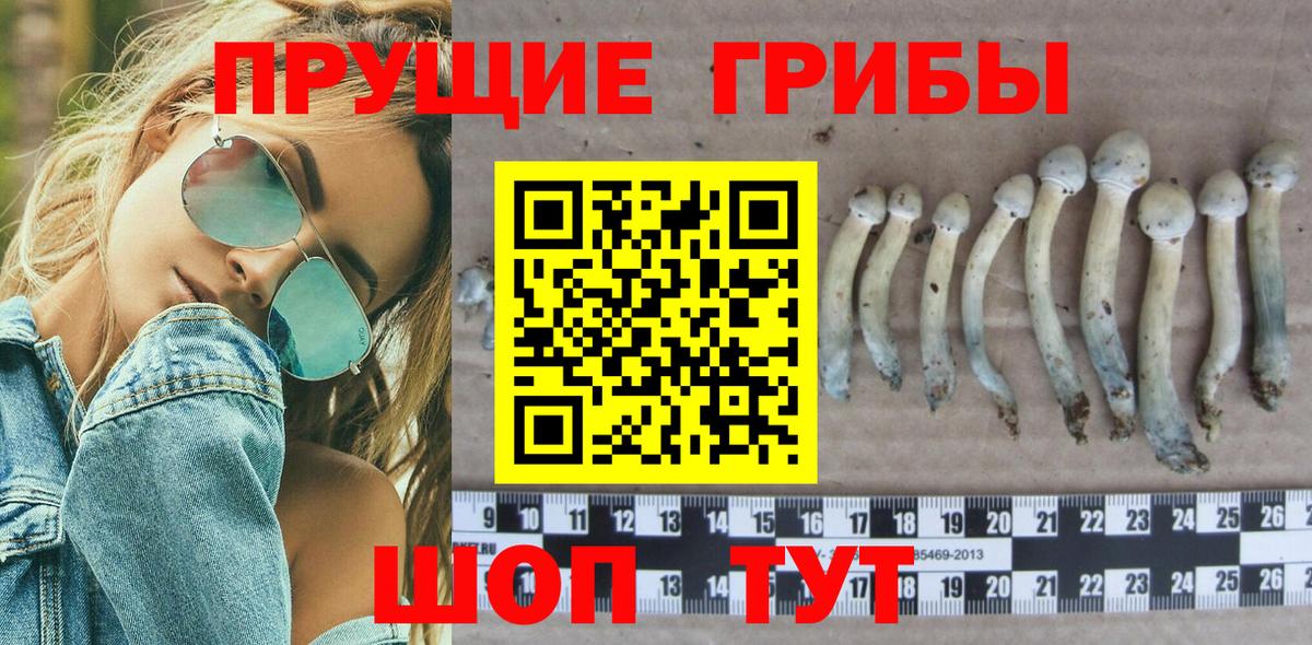 Галлюциногенные грибы Psilocybe Киров